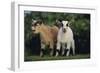 Pygmy Goats-DLILLC-Framed Photographic Print