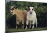 Pygmy Goats-DLILLC-Mounted Photographic Print
