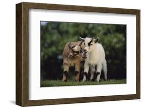 Pygmy Goats-DLILLC-Framed Photographic Print