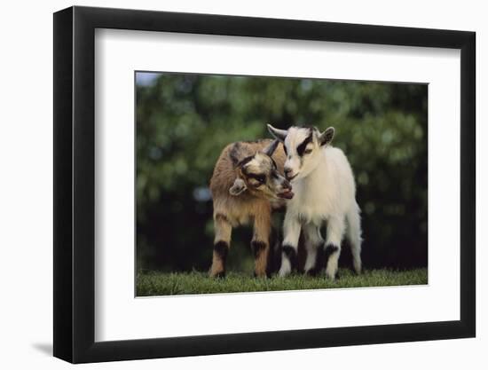 Pygmy Goats-DLILLC-Framed Photographic Print