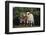 Pygmy Goats-DLILLC-Framed Photographic Print