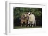 Pygmy Goats-DLILLC-Framed Photographic Print