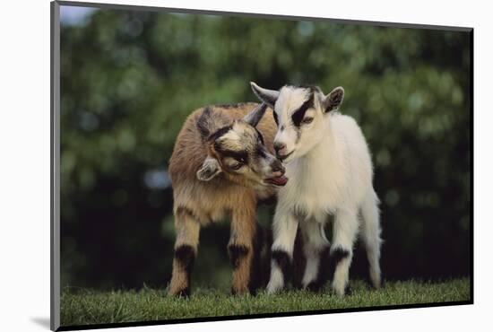 Pygmy Goats-DLILLC-Mounted Photographic Print