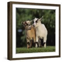 Pygmy Goats-DLILLC-Framed Photographic Print