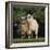 Pygmy Goats-DLILLC-Framed Photographic Print