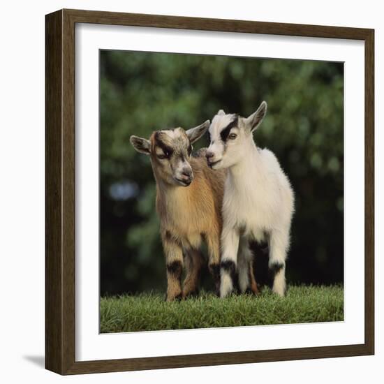 Pygmy Goats-DLILLC-Framed Photographic Print