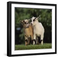 Pygmy Goats-DLILLC-Framed Photographic Print