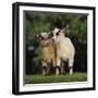 Pygmy Goats-DLILLC-Framed Photographic Print