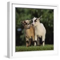 Pygmy Goats-DLILLC-Framed Photographic Print