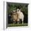 Pygmy Goats-DLILLC-Framed Photographic Print