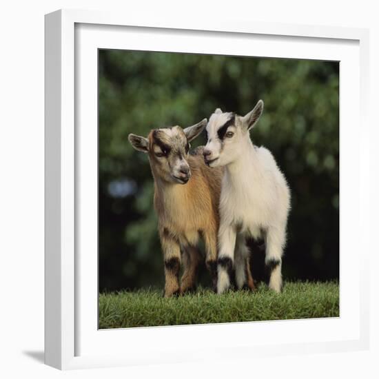 Pygmy Goats-DLILLC-Framed Photographic Print