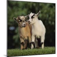 Pygmy Goats-DLILLC-Mounted Photographic Print