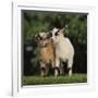 Pygmy Goats-DLILLC-Framed Photographic Print