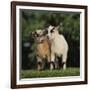 Pygmy Goats-DLILLC-Framed Photographic Print