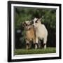 Pygmy Goats-DLILLC-Framed Photographic Print