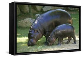 Pygmy Hippopotamus with Young, Side by Side-null-Framed Stretched Canvas