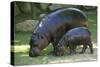 Pygmy Hippopotamus with Young, Side by Side-null-Stretched Canvas