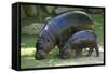 Pygmy Hippopotamus with Young, Side by Side-null-Framed Stretched Canvas