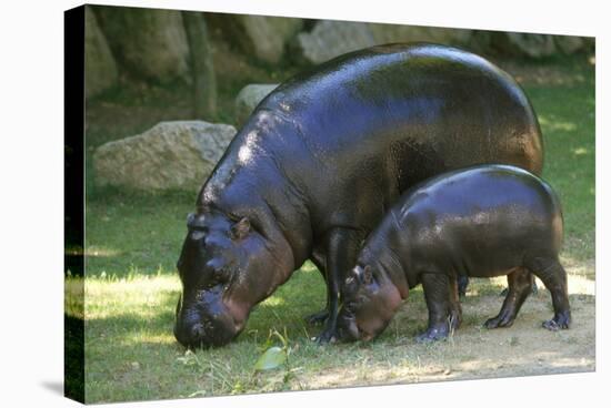 Pygmy Hippopotamus with Young, Side by Side-null-Stretched Canvas