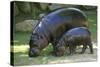 Pygmy Hippopotamus with Young, Side by Side-null-Stretched Canvas