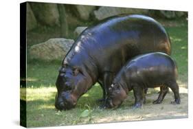 Pygmy Hippopotamus with Young, Side by Side-null-Stretched Canvas