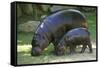 Pygmy Hippopotamus with Young, Side by Side-null-Framed Stretched Canvas