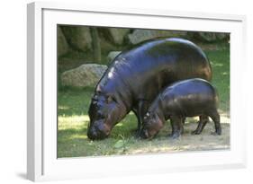 Pygmy Hippopotamus with Young, Side by Side-null-Framed Photographic Print