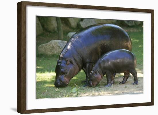 Pygmy Hippopotamus with Young, Side by Side-null-Framed Photographic Print