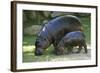 Pygmy Hippopotamus with Young, Side by Side-null-Framed Photographic Print