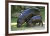 Pygmy Hippopotamus with Young, Side by Side-null-Framed Photographic Print