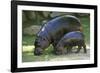 Pygmy Hippopotamus with Young, Side by Side-null-Framed Photographic Print