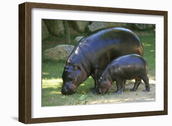 Pygmy Hippopotamus with Young, Side by Side-null-Framed Photographic Print