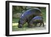 Pygmy Hippopotamus with Young, Side by Side-null-Framed Photographic Print