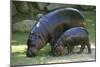 Pygmy Hippopotamus with Young, Side by Side-null-Mounted Photographic Print