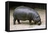 Pygmy Hippopotamus-null-Framed Stretched Canvas