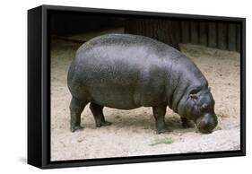 Pygmy Hippopotamus-null-Framed Stretched Canvas