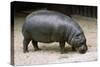Pygmy Hippopotamus-null-Stretched Canvas