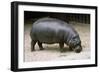 Pygmy Hippopotamus-null-Framed Photographic Print