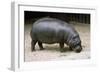 Pygmy Hippopotamus-null-Framed Photographic Print