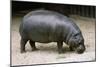Pygmy Hippopotamus-null-Mounted Photographic Print