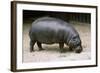 Pygmy Hippopotamus-null-Framed Photographic Print