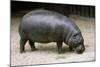 Pygmy Hippopotamus-null-Mounted Photographic Print