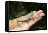 Pygmy Leaf Chameleon (Brookesia Minima), Madagascar, Africa-Gabrielle and Michel Therin-Weise-Framed Stretched Canvas