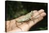 Pygmy Leaf Chameleon (Brookesia Minima), Madagascar, Africa-Gabrielle and Michel Therin-Weise-Stretched Canvas