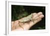 Pygmy Leaf Chameleon (Brookesia Minima), Madagascar, Africa-Gabrielle and Michel Therin-Weise-Framed Photographic Print