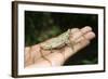 Pygmy Leaf Chameleon (Brookesia Minima), Madagascar, Africa-Gabrielle and Michel Therin-Weise-Framed Photographic Print