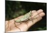 Pygmy Leaf Chameleon (Brookesia Minima), Madagascar, Africa-Gabrielle and Michel Therin-Weise-Mounted Photographic Print