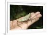 Pygmy Leaf Chameleon (Brookesia Minima), Madagascar, Africa-Gabrielle and Michel Therin-Weise-Framed Photographic Print