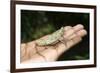 Pygmy Leaf Chameleon (Brookesia Minima), Madagascar, Africa-Gabrielle and Michel Therin-Weise-Framed Photographic Print