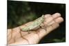 Pygmy Leaf Chameleon (Brookesia Minima), Madagascar, Africa-Gabrielle and Michel Therin-Weise-Mounted Photographic Print